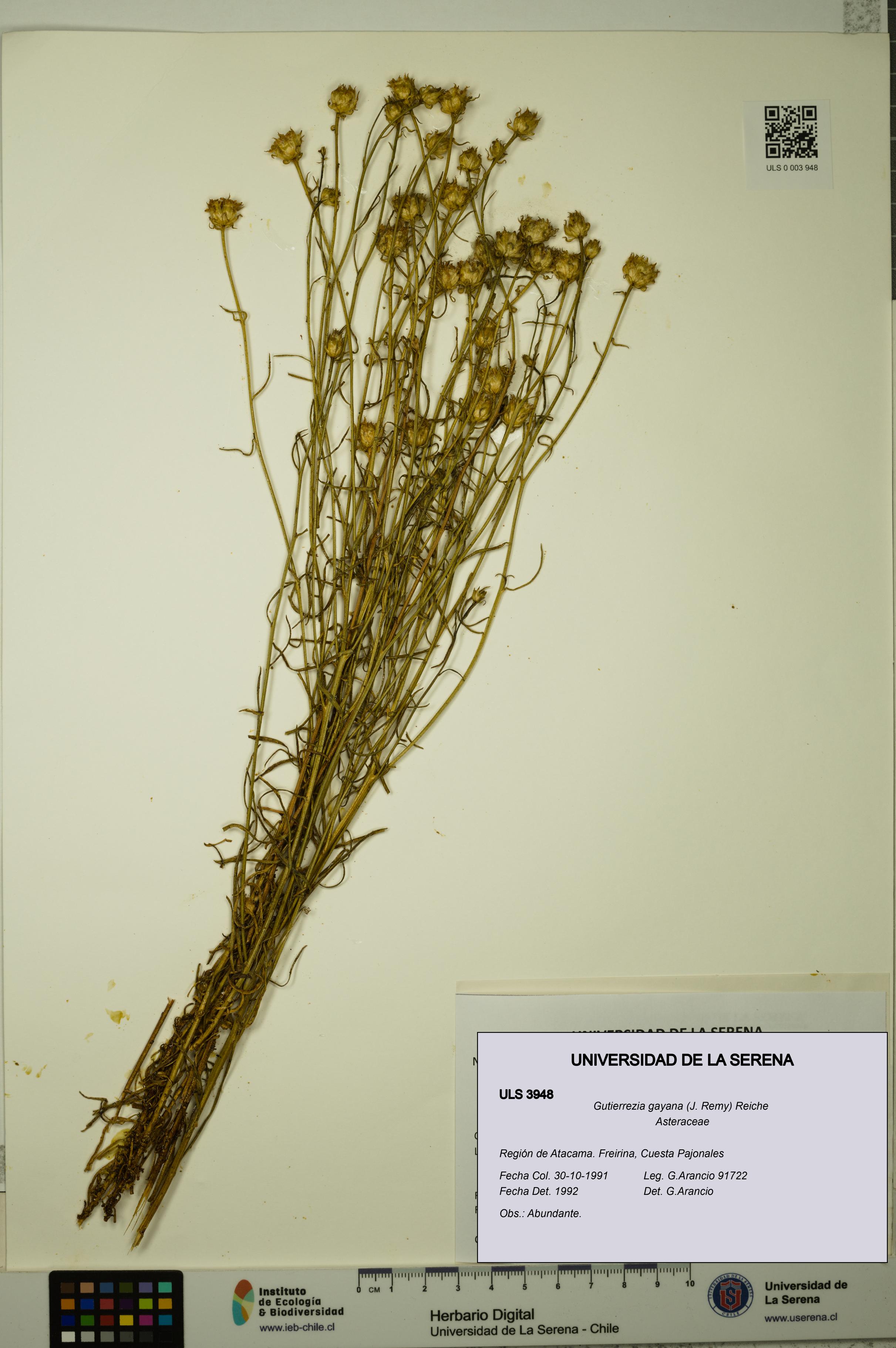 Gutierrezia gayana [Espécimen: ULS:ULS:0003948]