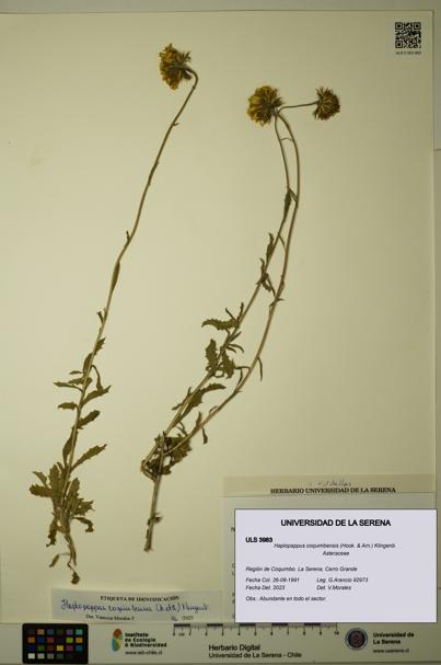 Haplopappus coquimbensis [Espécimen: ULS:ULS:0003983]