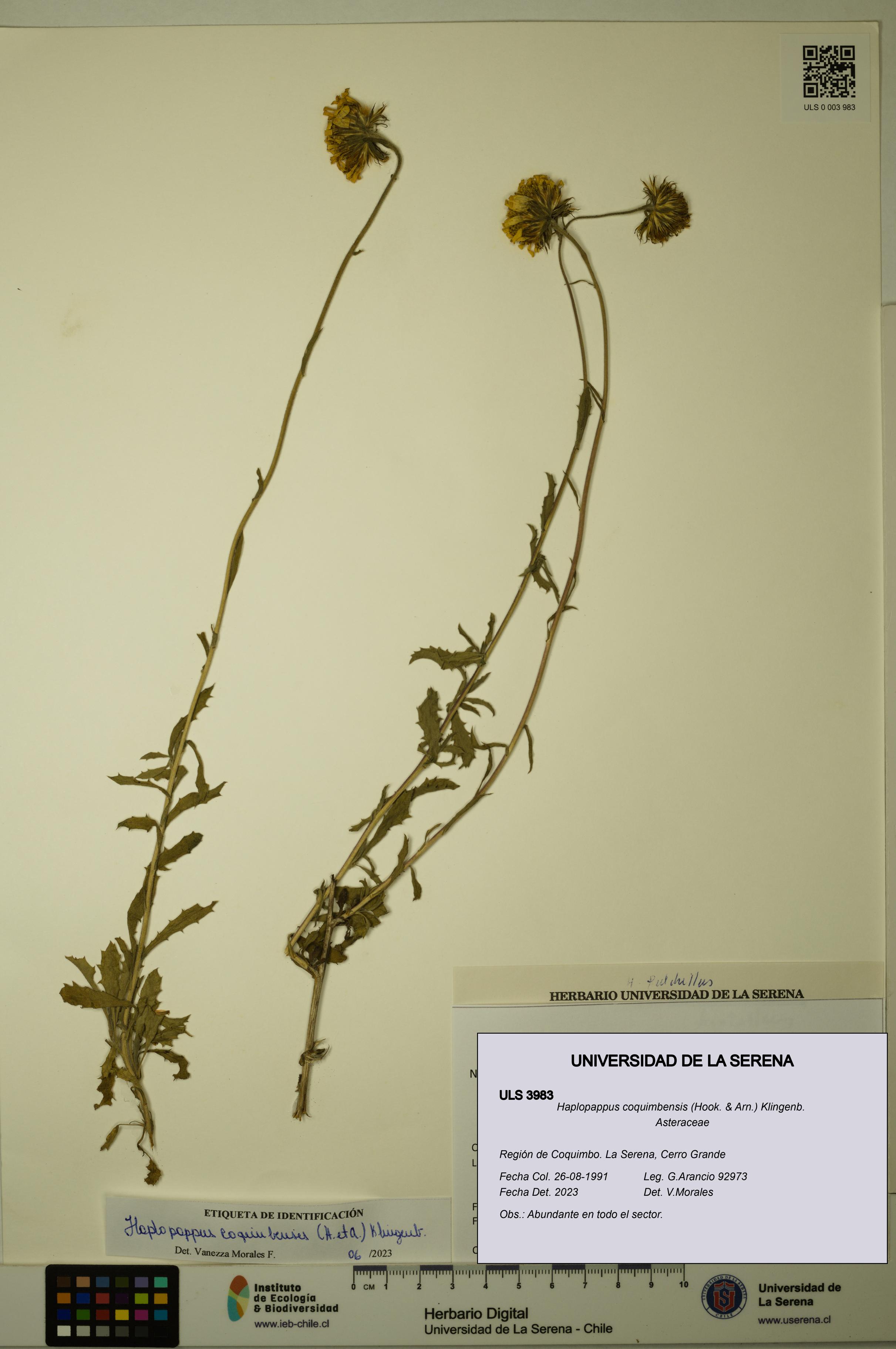 Haplopappus coquimbensis [Espécimen: ULS:ULS:0003983]