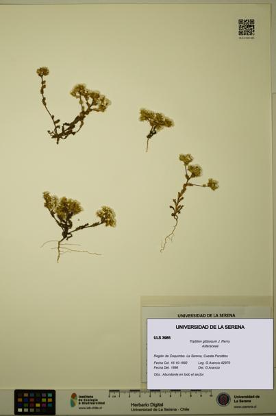Triptilion gibbosum [Espécimen: ULS:ULS:0003985]
