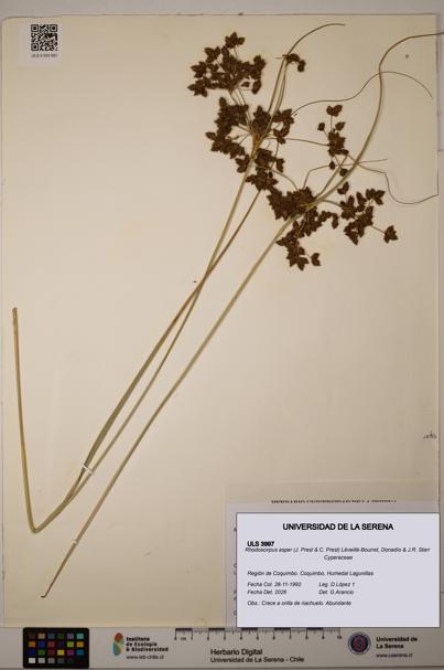 Rhodoscirpus asper [Espécimen: ]