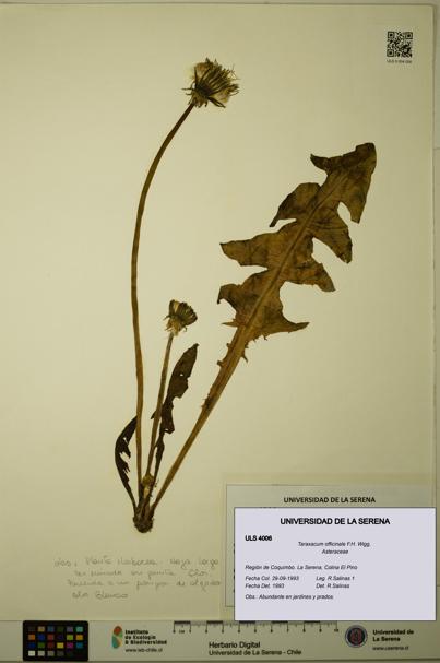 Taraxacum officinale [Espécimen: ULS:ULS:0004006]