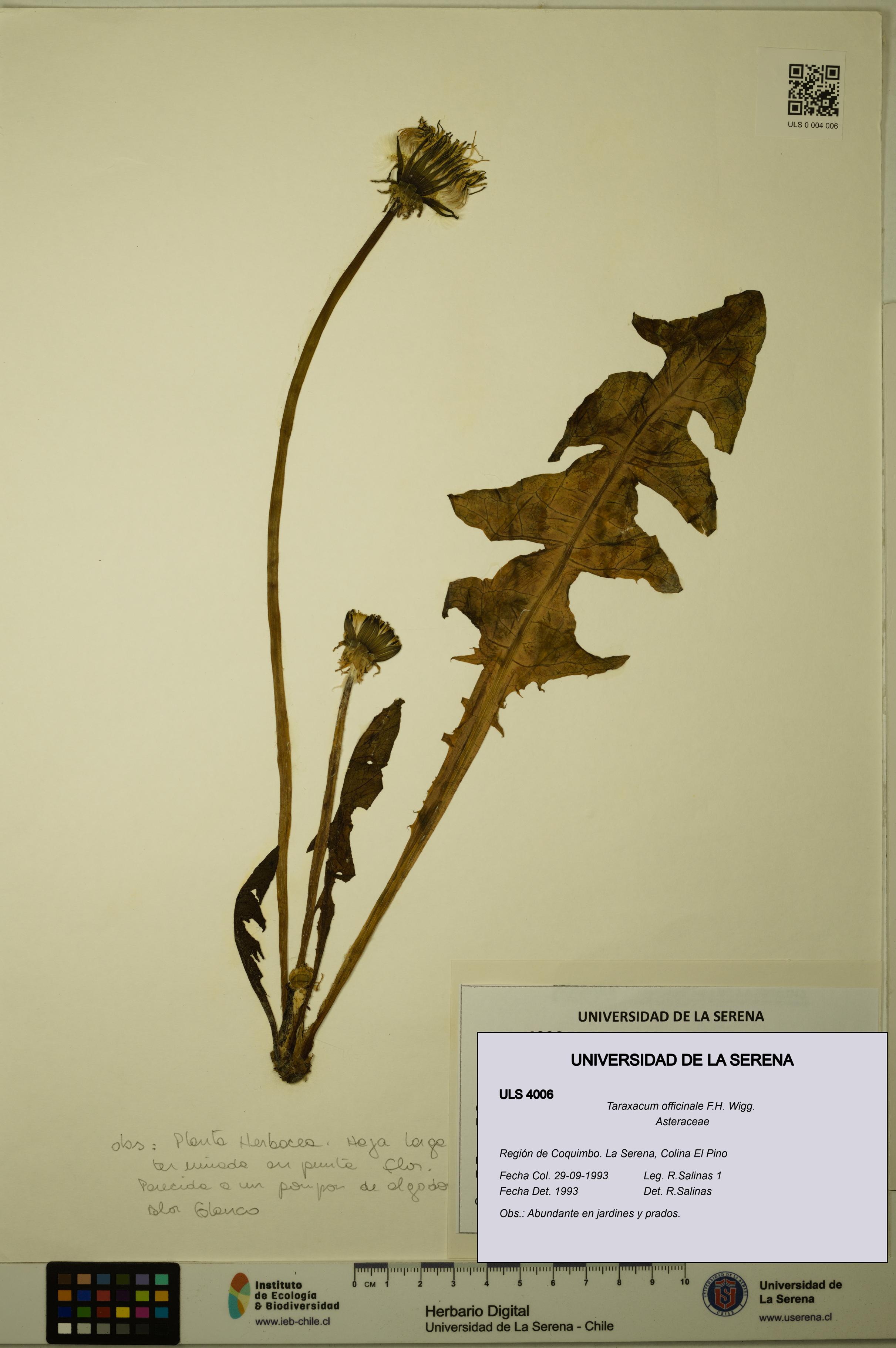 Taraxacum officinale [Espécimen: ULS:ULS:0004006]