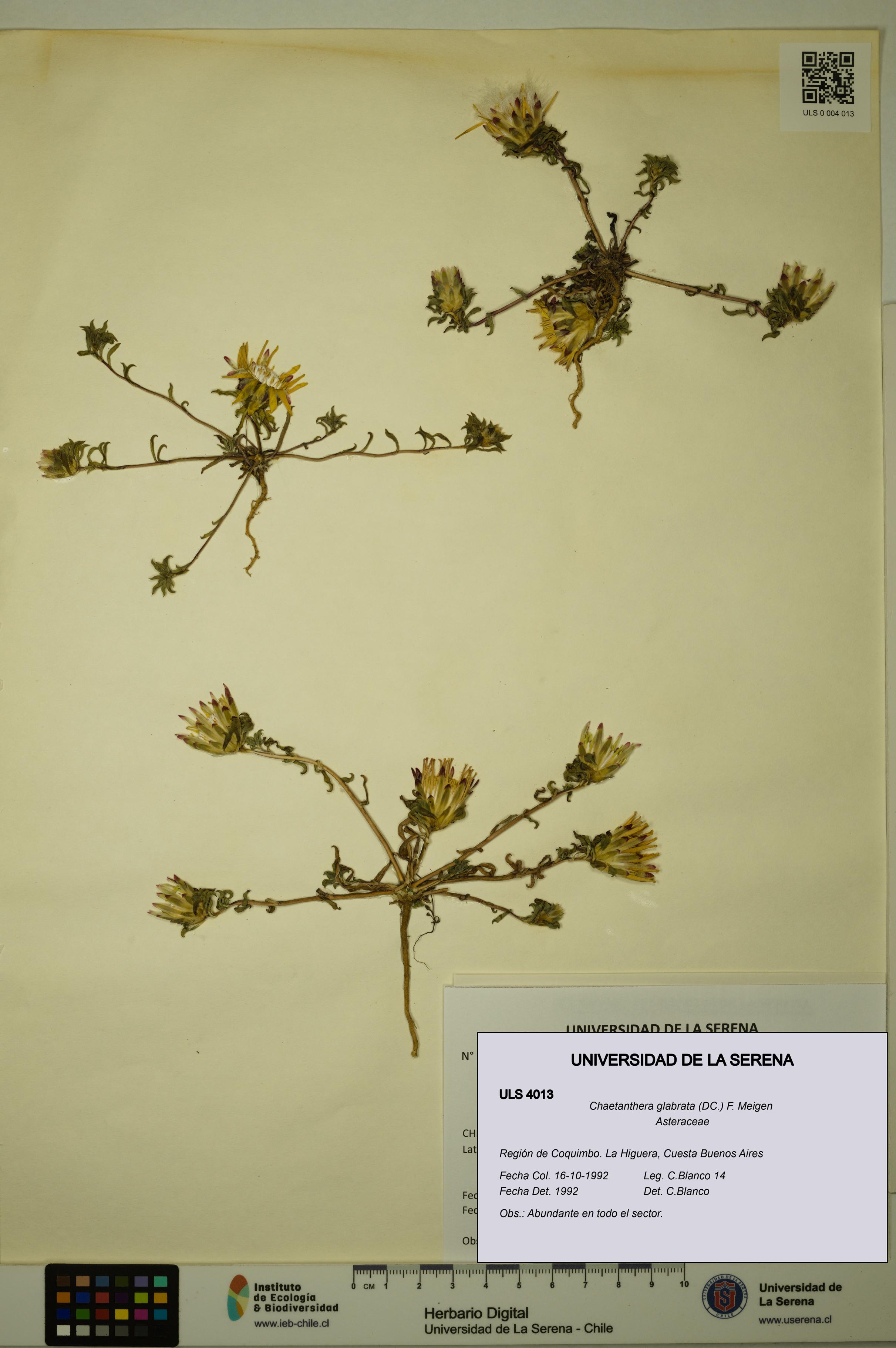 Chaetanthera glabrata [Espécimen: ULS:ULS:0004013]