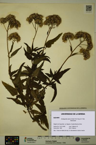 Aristeguietia salvia [Espécimen: ULS:ULS:0004015]