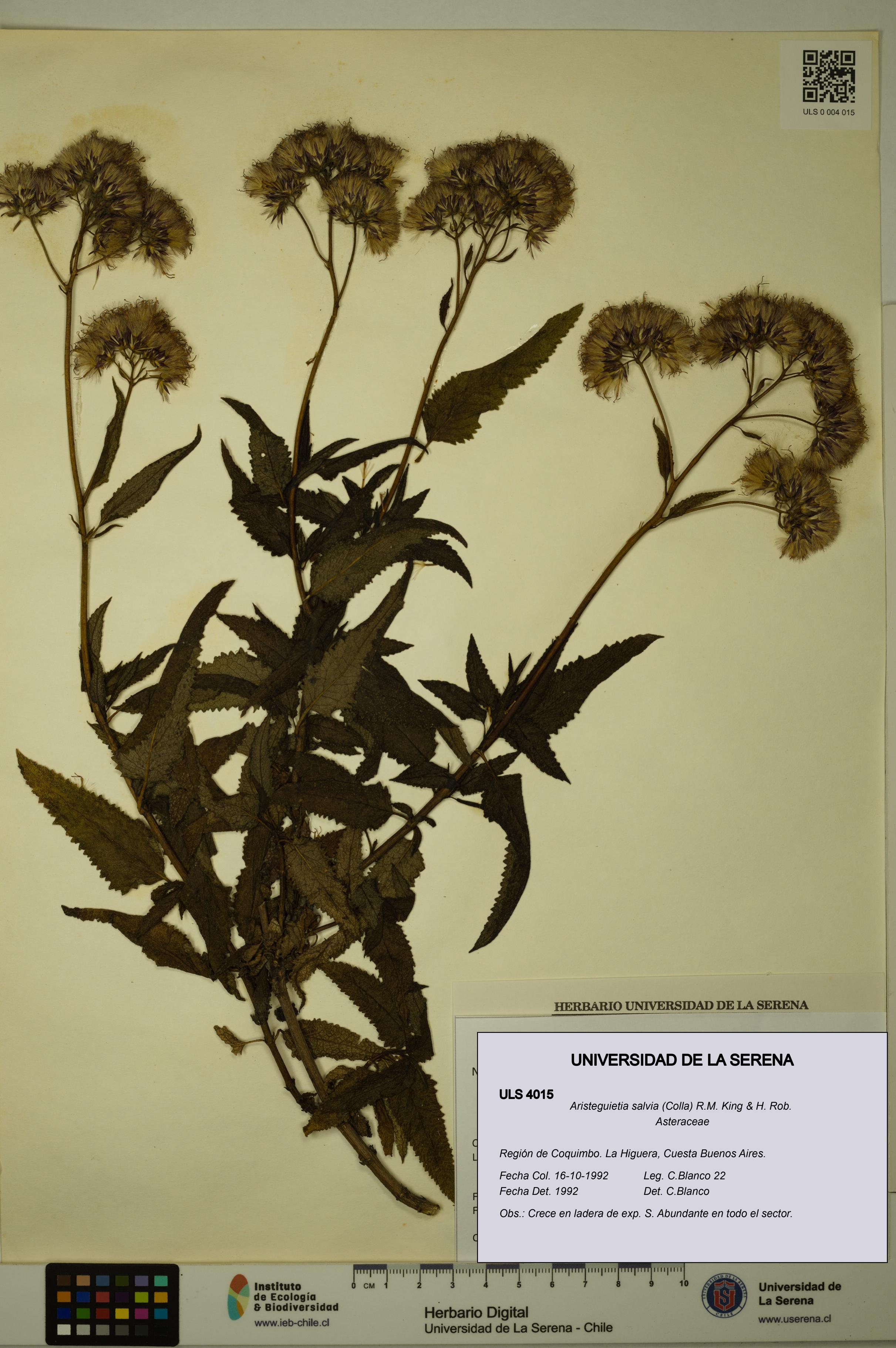 Aristeguietia salvia [Espécimen: ULS:ULS:0004015]