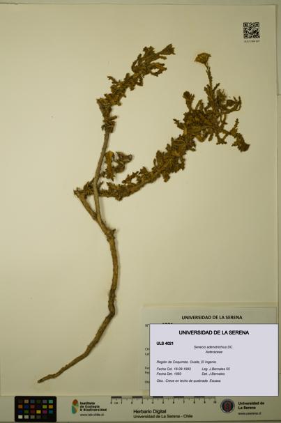 Senecio adenotrichius [Espécimen: ULS:ULS:0004021]
