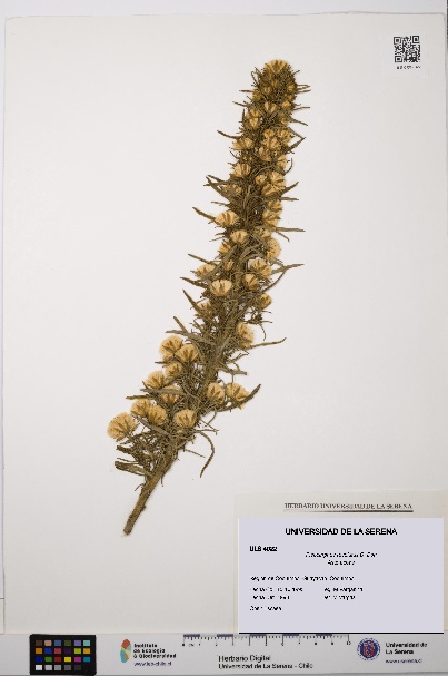 Pleocarphus revolutus [Espécimen: ULS:ULS:0004022]