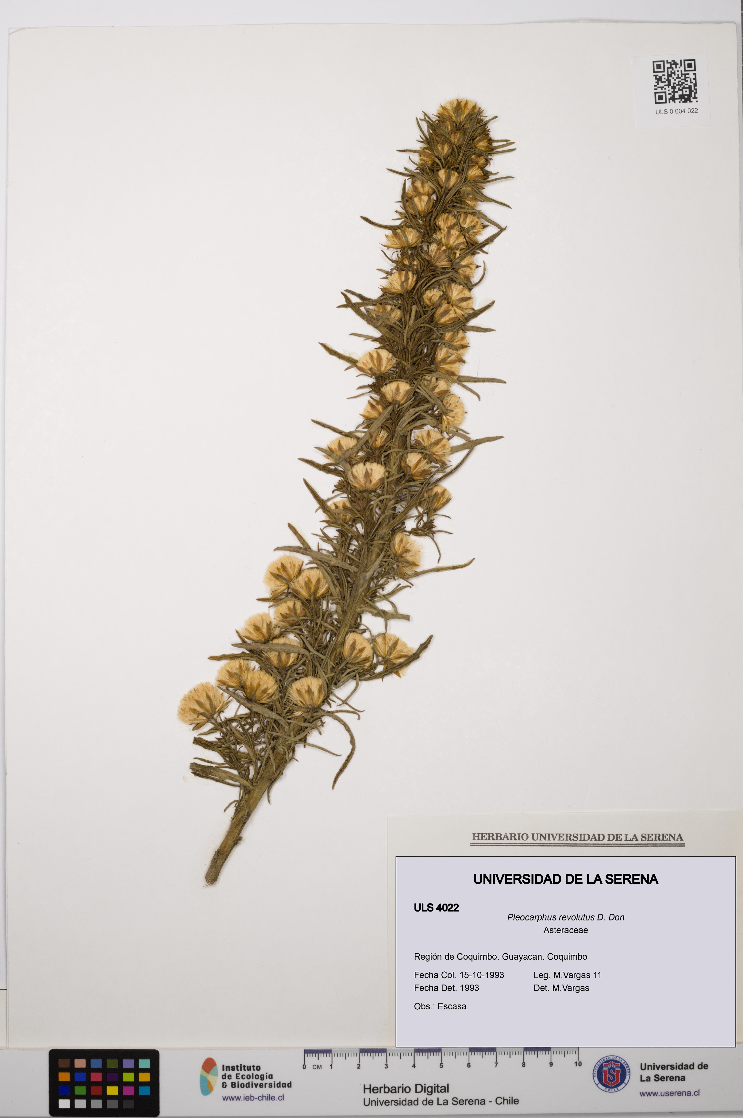 Pleocarphus revolutus [Espécimen: ULS:ULS:0004022]
