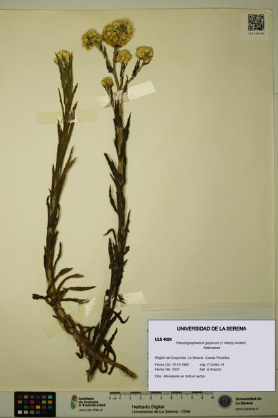 Pseudognaphalium gayanum [Espécimen: ULS:ULS:0004024]
