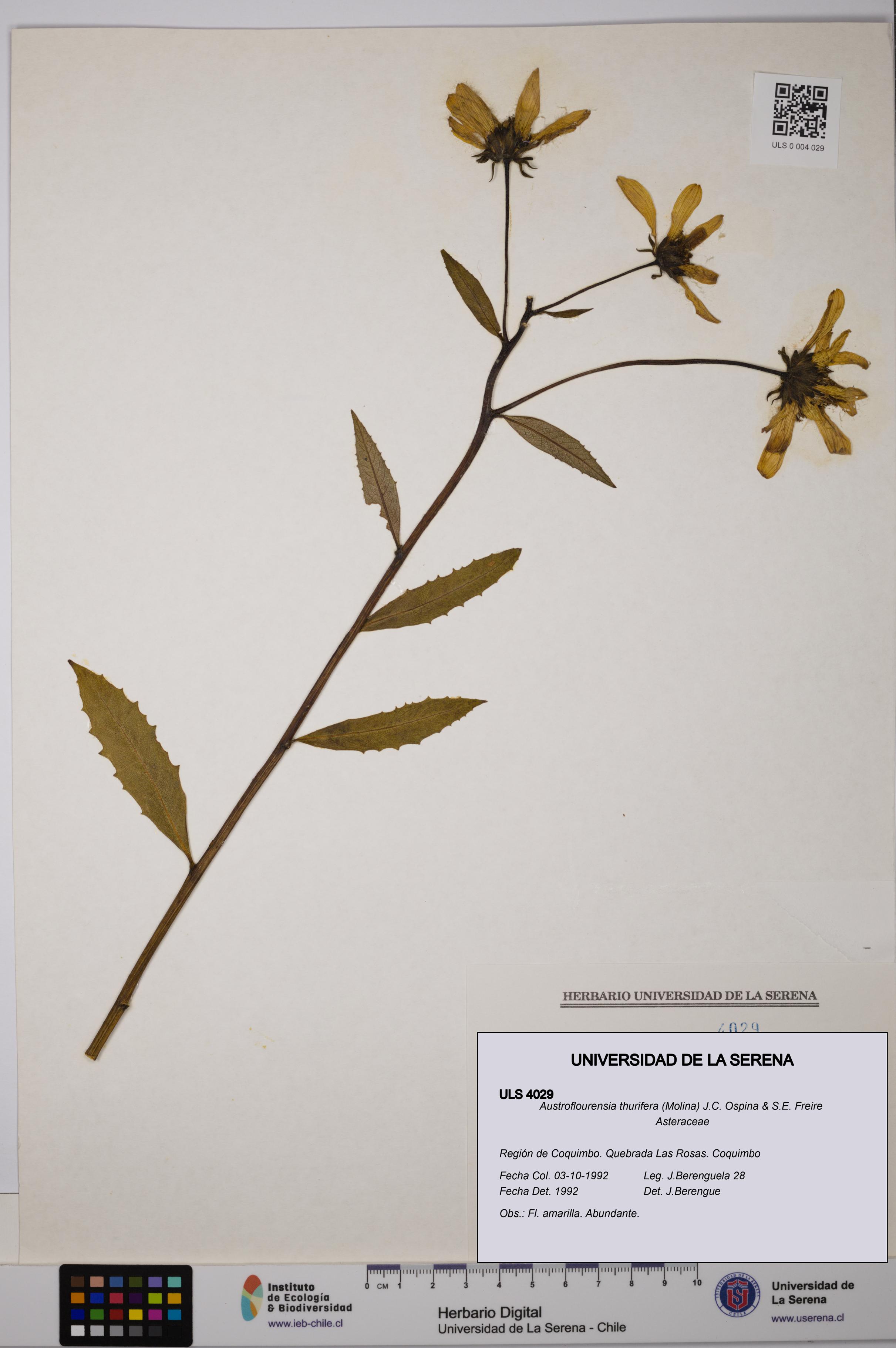 Austroflourensia thurifera [Espécimen: ULS:ULS:0004029]