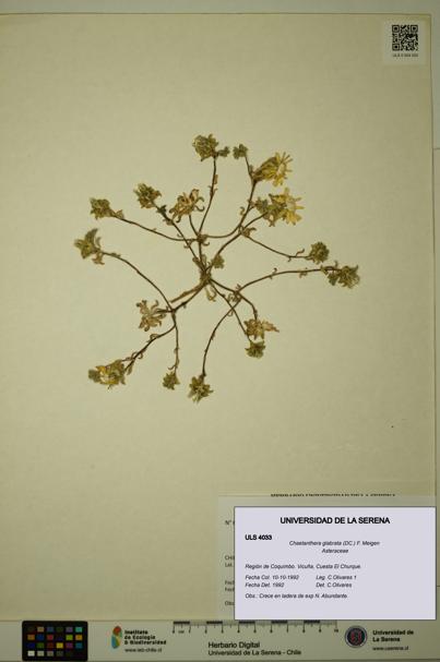 Chaetanthera glabrata [Espécimen: ULS:ULS:0004033]