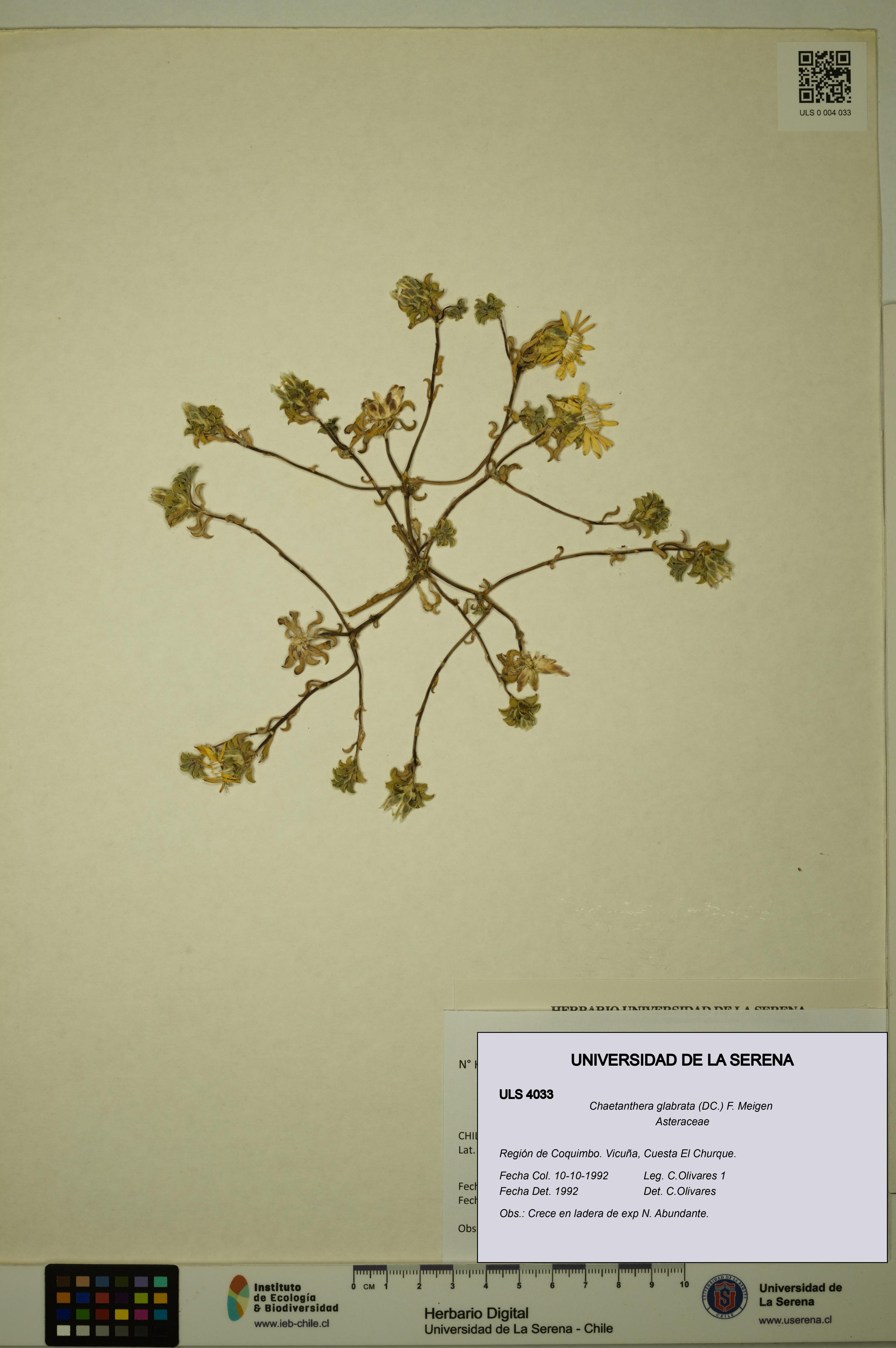 Chaetanthera glabrata [Espécimen: ULS:ULS:0004033]
