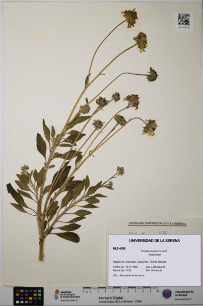 Encelia canescens [Espécimen: ULS:ULS:0004035]
