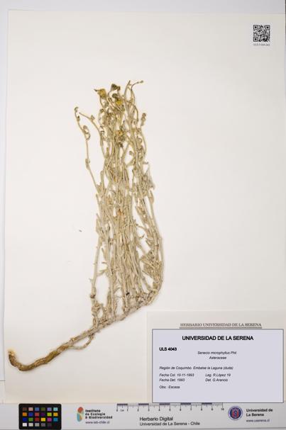 Senecio microphyllus [Espécimen: ULS:ULS:0004043]