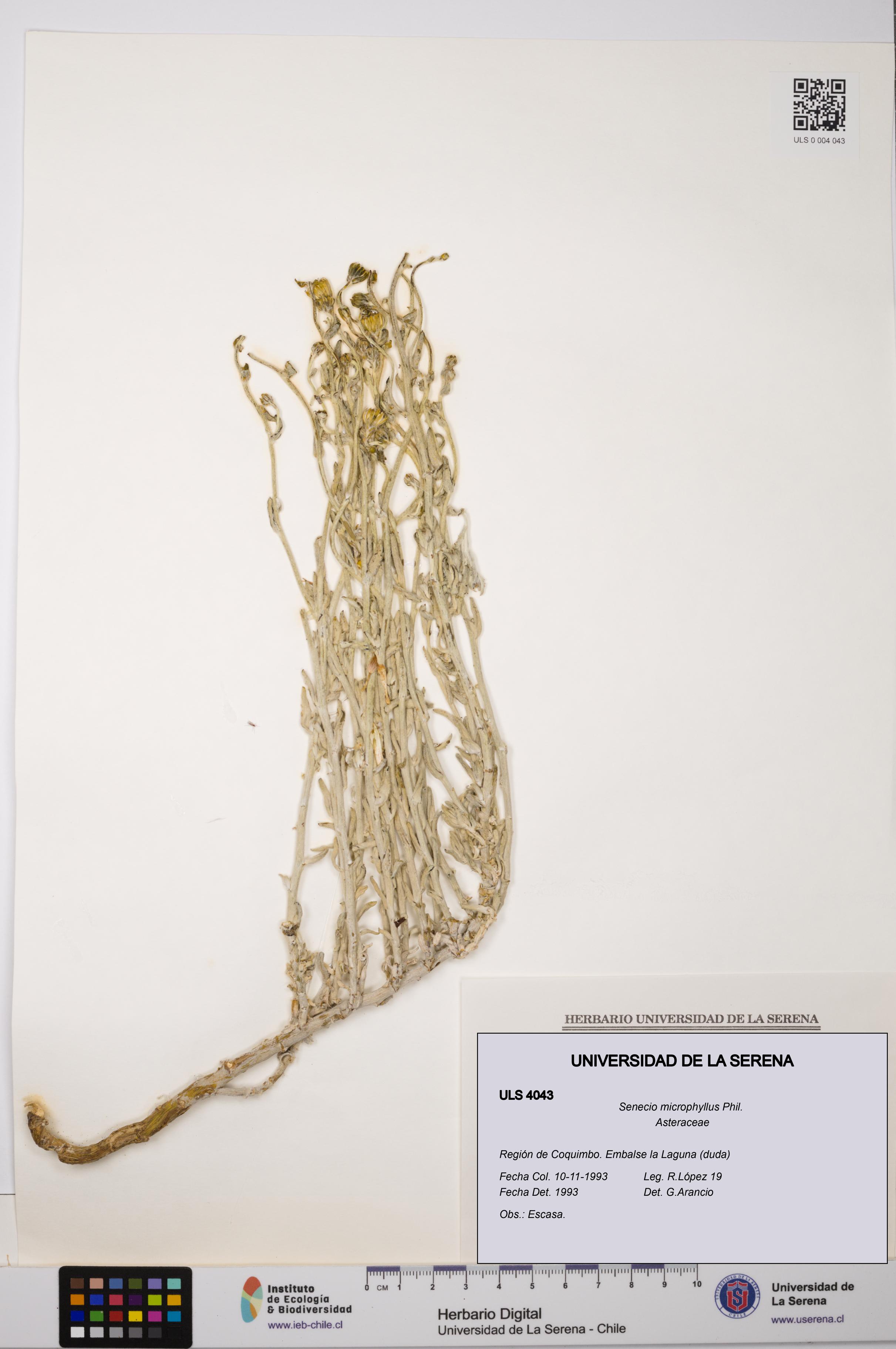 Senecio microphyllus [Espécimen: ULS:ULS:0004043]