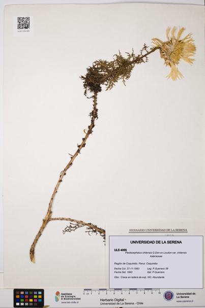Plectocephalus chilensis var. chilensis [Espécimen: ULS:ULS:0004055]