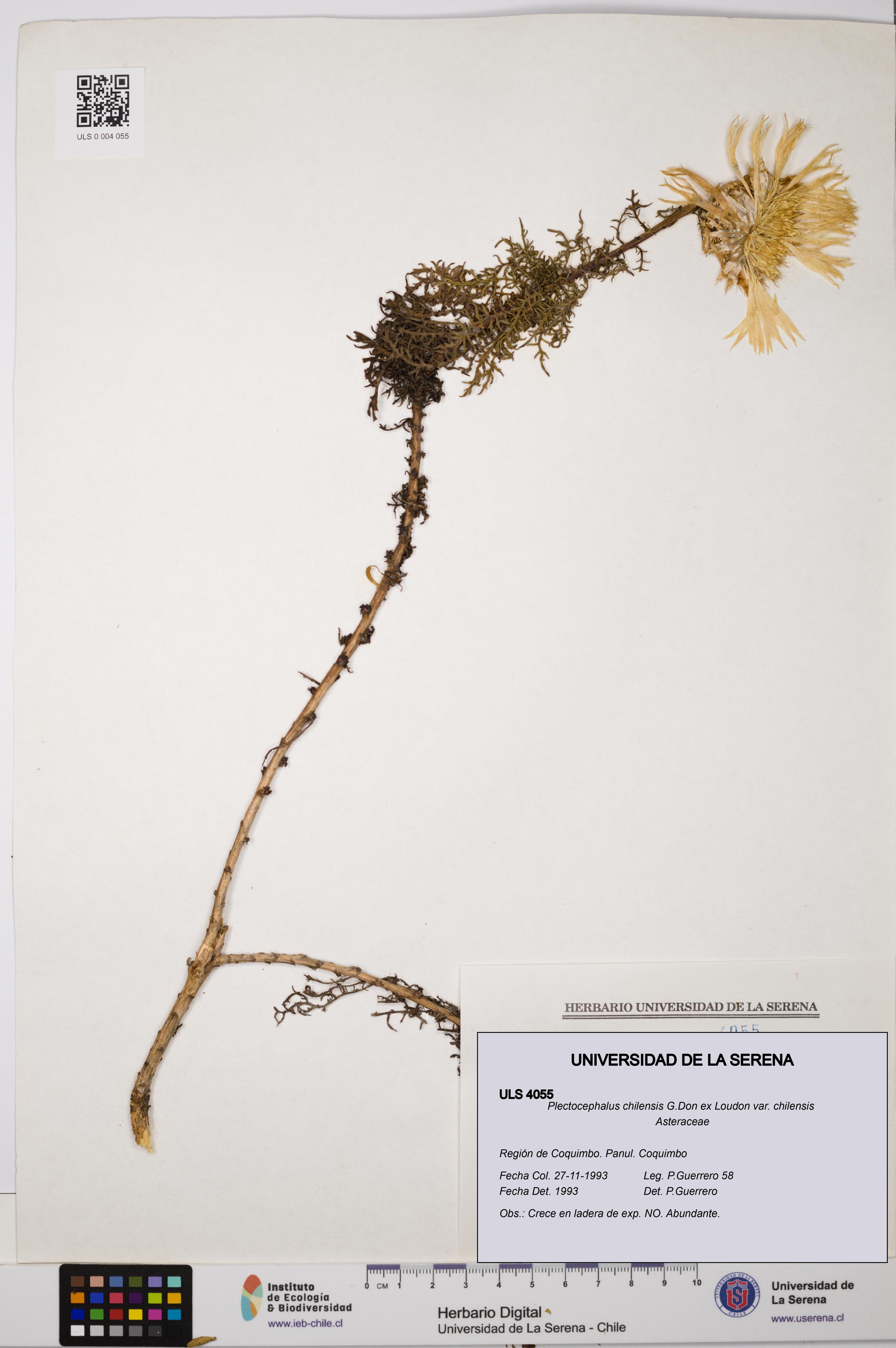 Plectocephalus chilensis var. chilensis [Espécimen: ULS:ULS:0004055]