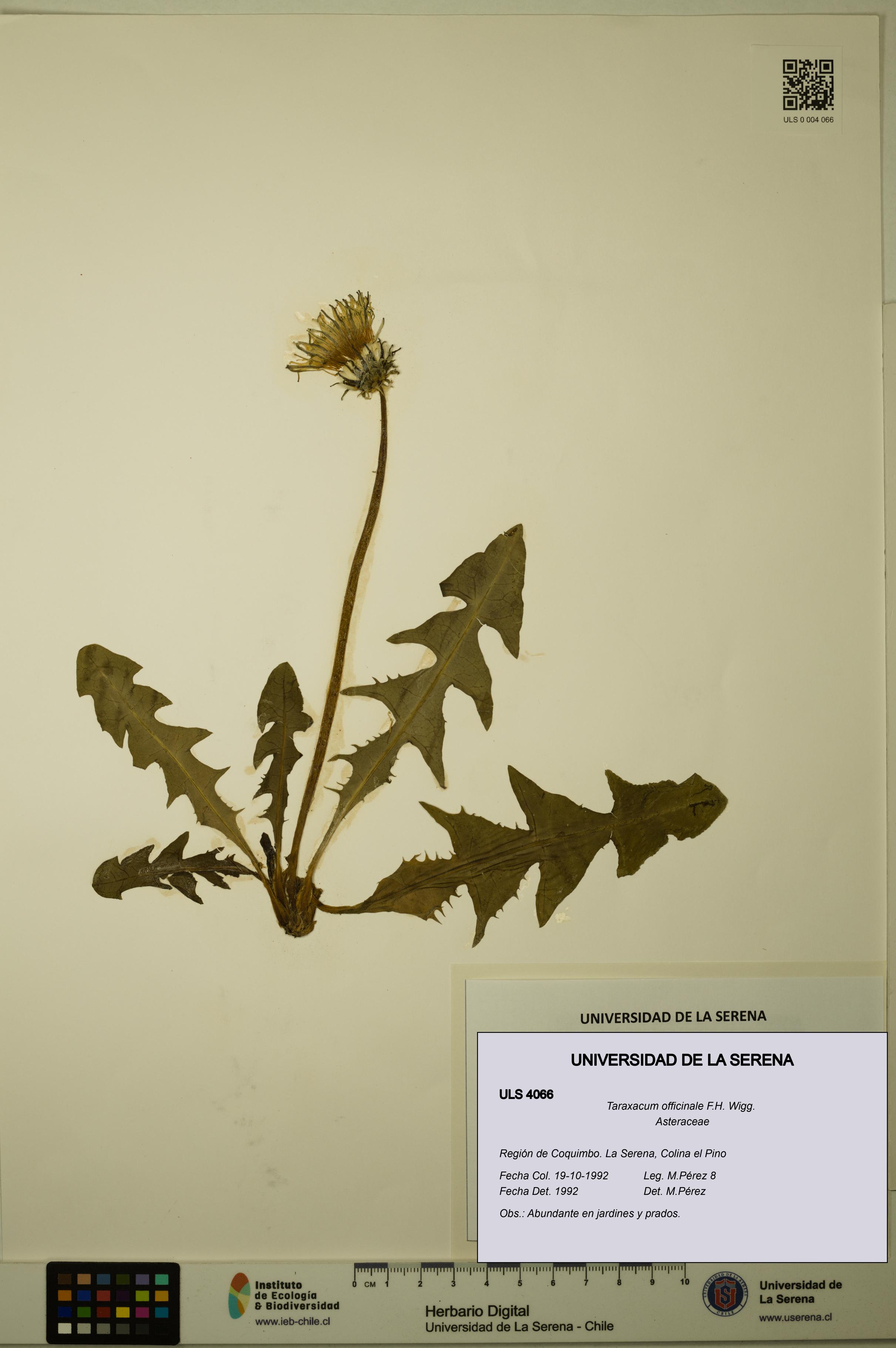 Taraxacum officinale [Espécimen: ULS:ULS:0004066]