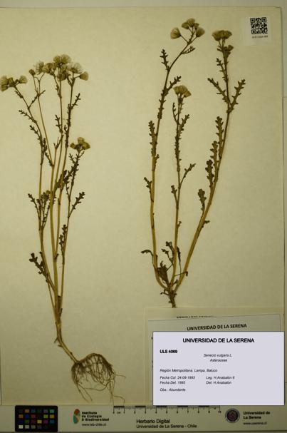 Senecio vulgaris [Espécimen: ULS:ULS:0004069]
