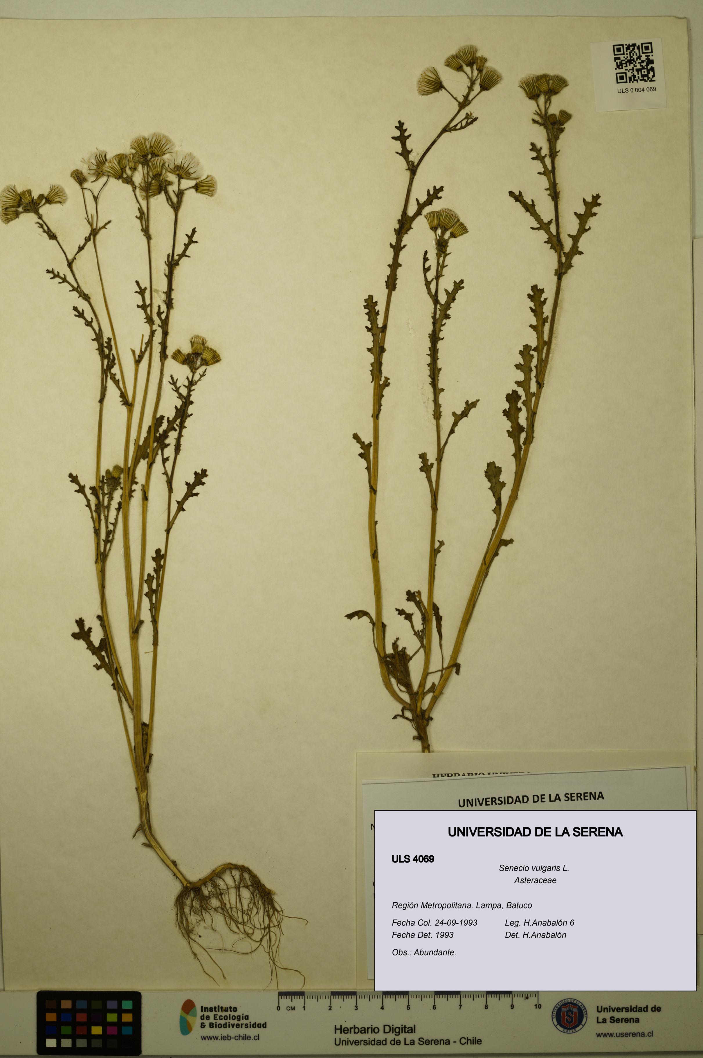 Senecio vulgaris [Espécimen: ULS:ULS:0004069]