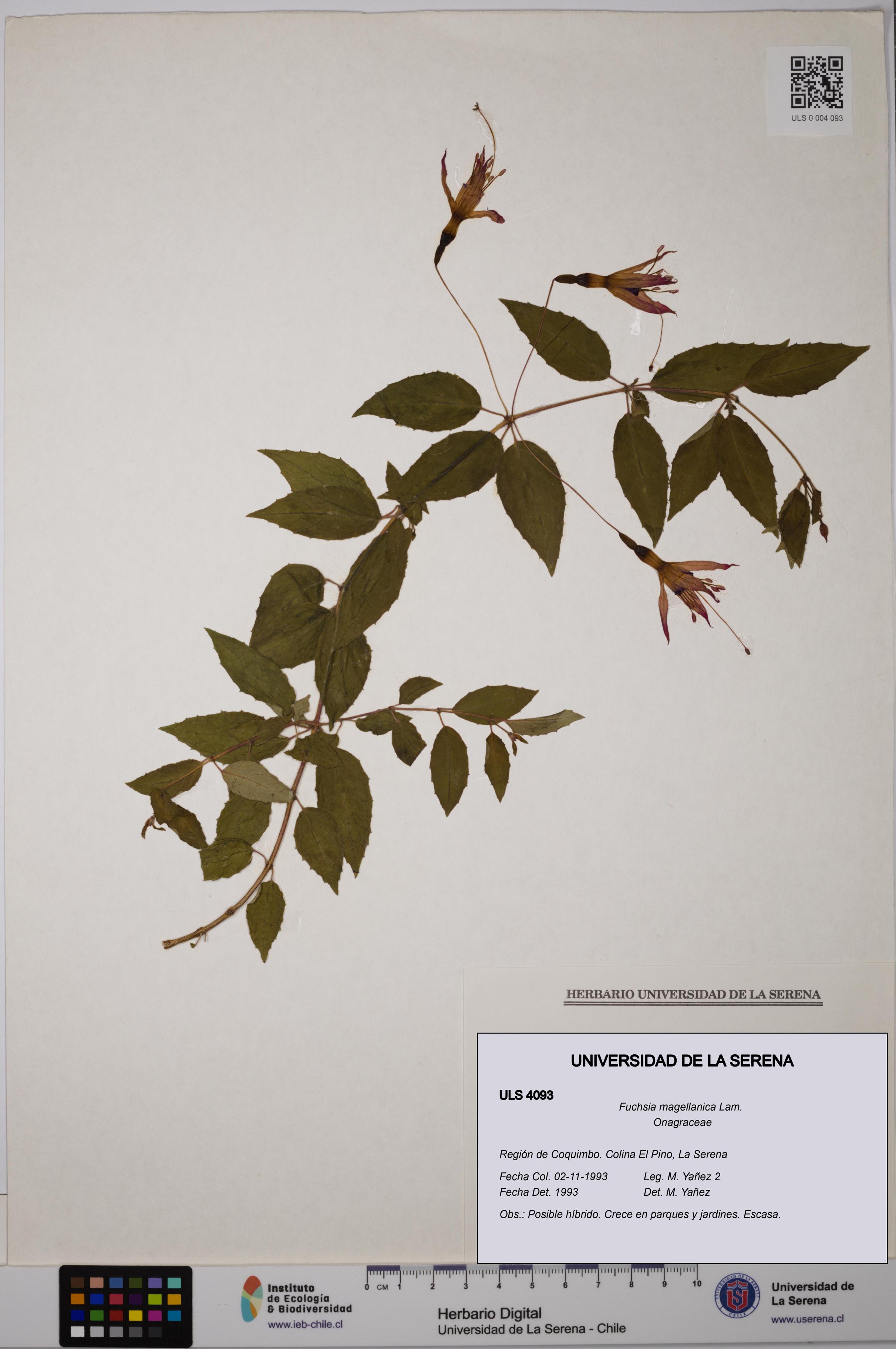 Fuchsia magellanica [Espécimen: ]