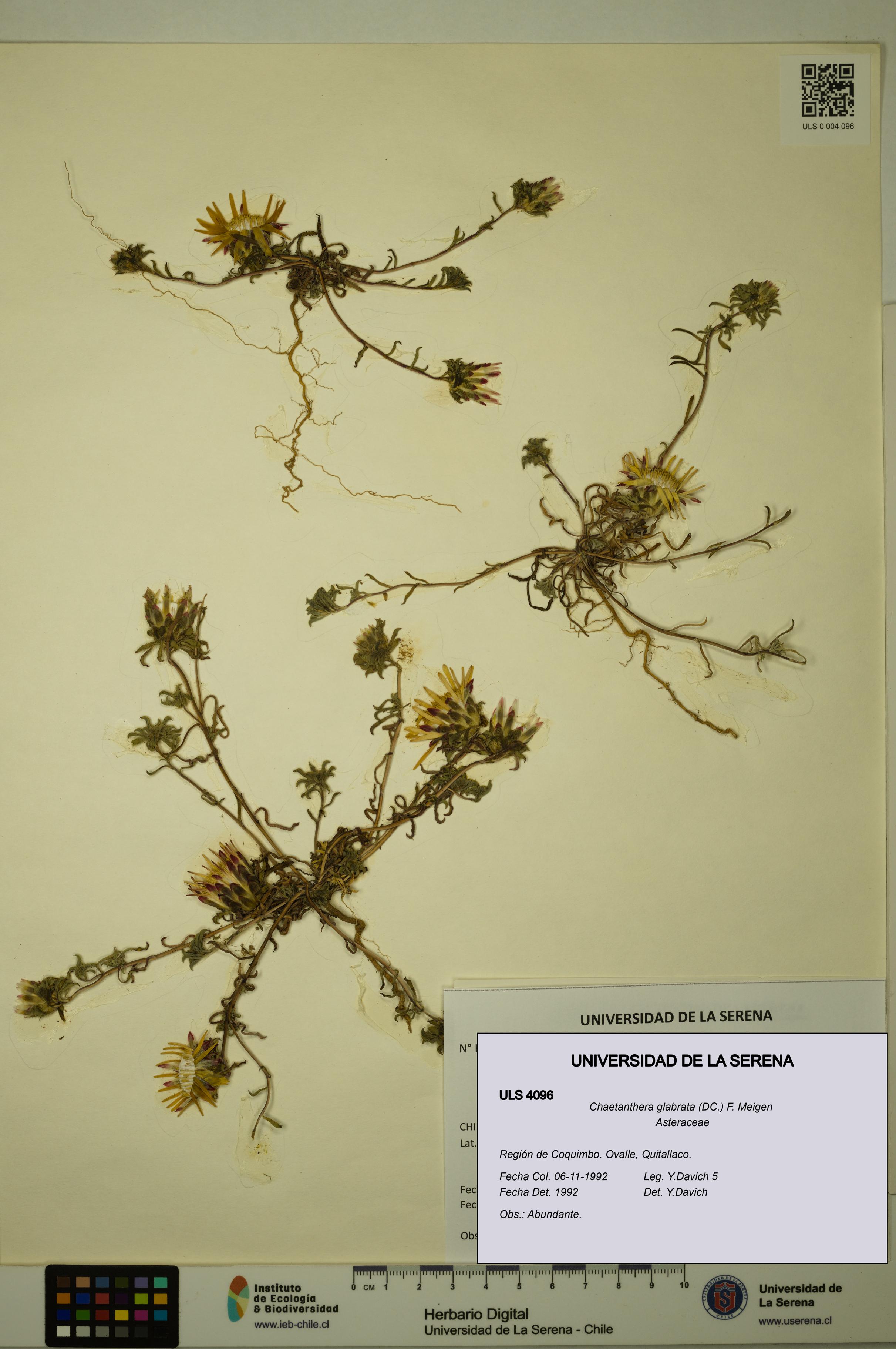 Chaetanthera glabrata [Espécimen: ULS:ULS:0004096]