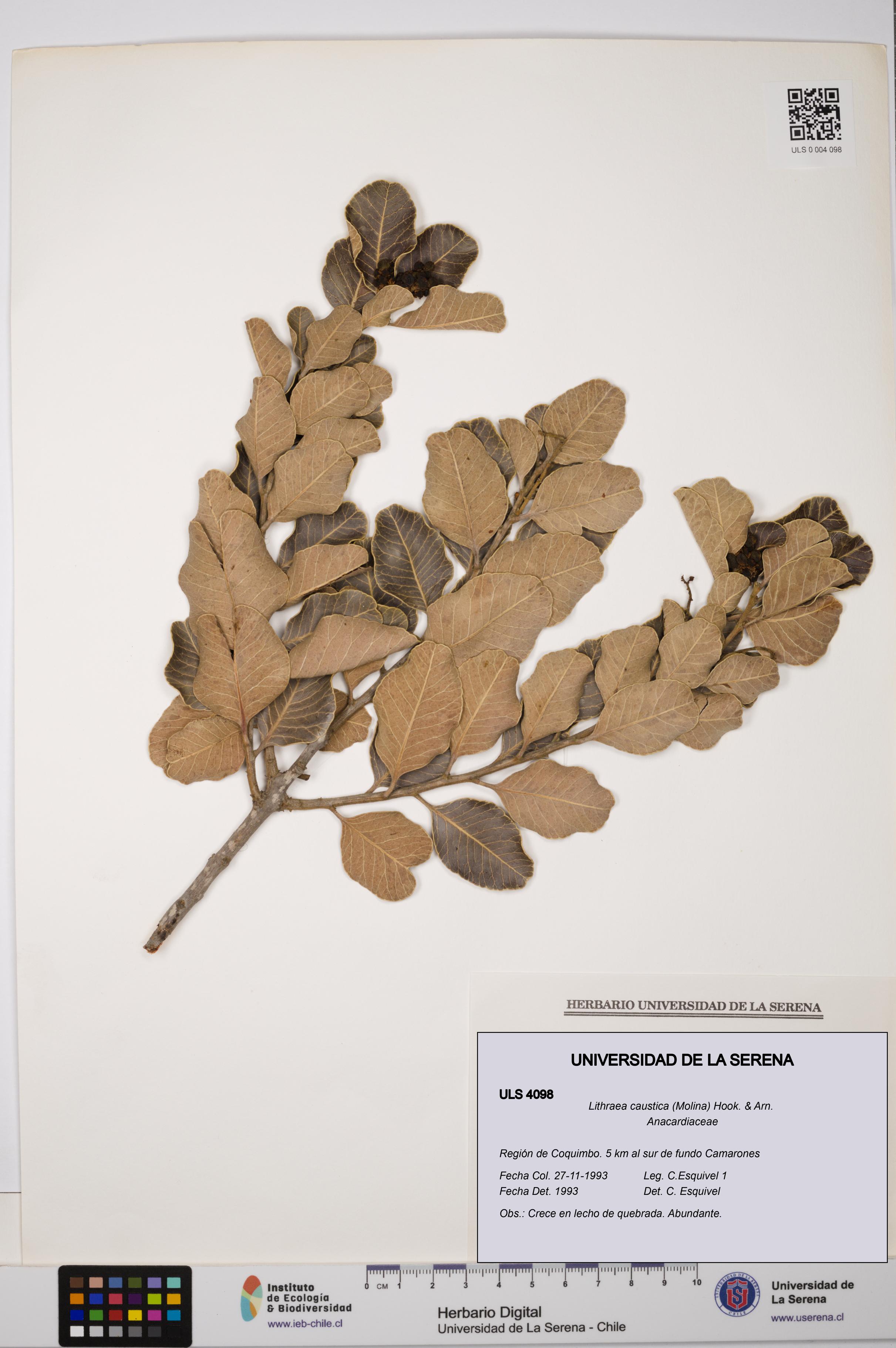 Lithraea caustica [Espécimen: ULS:ULS:0004098]