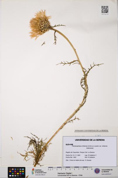 Plectocephalus chilensis var. chilensis [Espécimen: ULS:ULS:0004105]