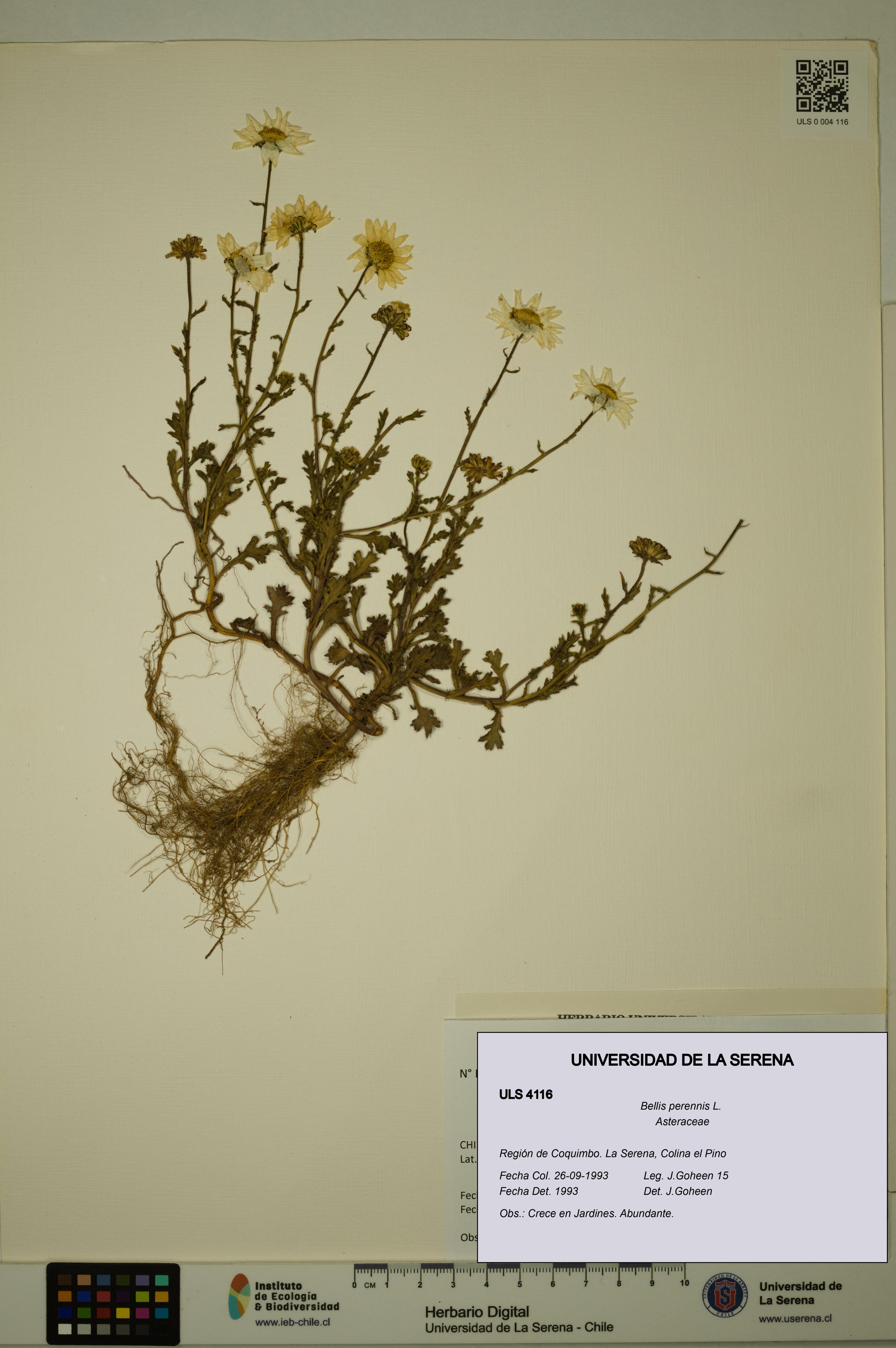 Bellis perennis [Espécimen: ULS:ULS:0004116]