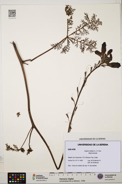 Argylia radiata [Espécimen: ULS:ULS:0004133]