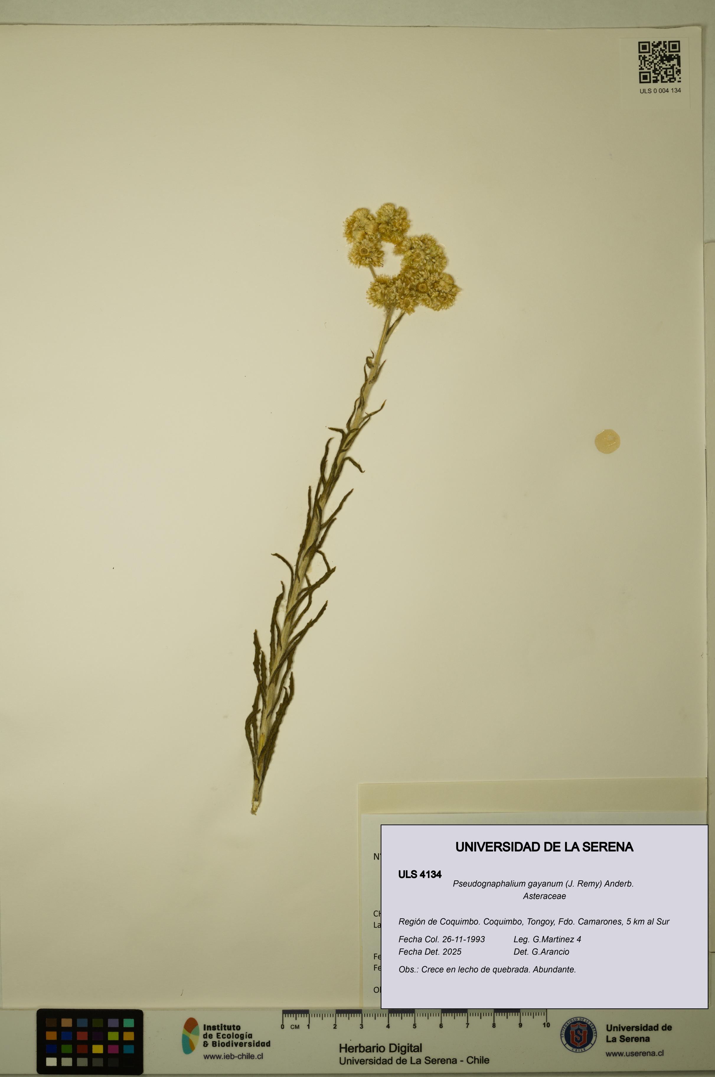 Pseudognaphalium gayanum [Espécimen: ULS:ULS:0004134]