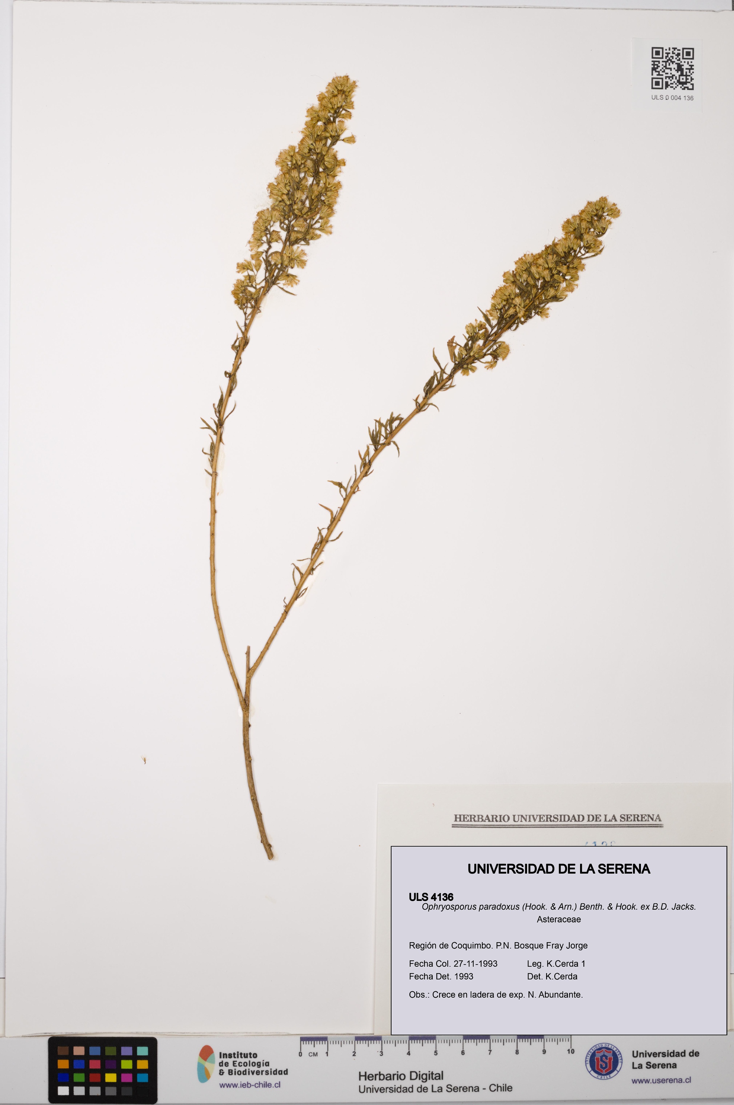 Ophryosporus paradoxus [Espécimen: ULS:ULS:0004136]