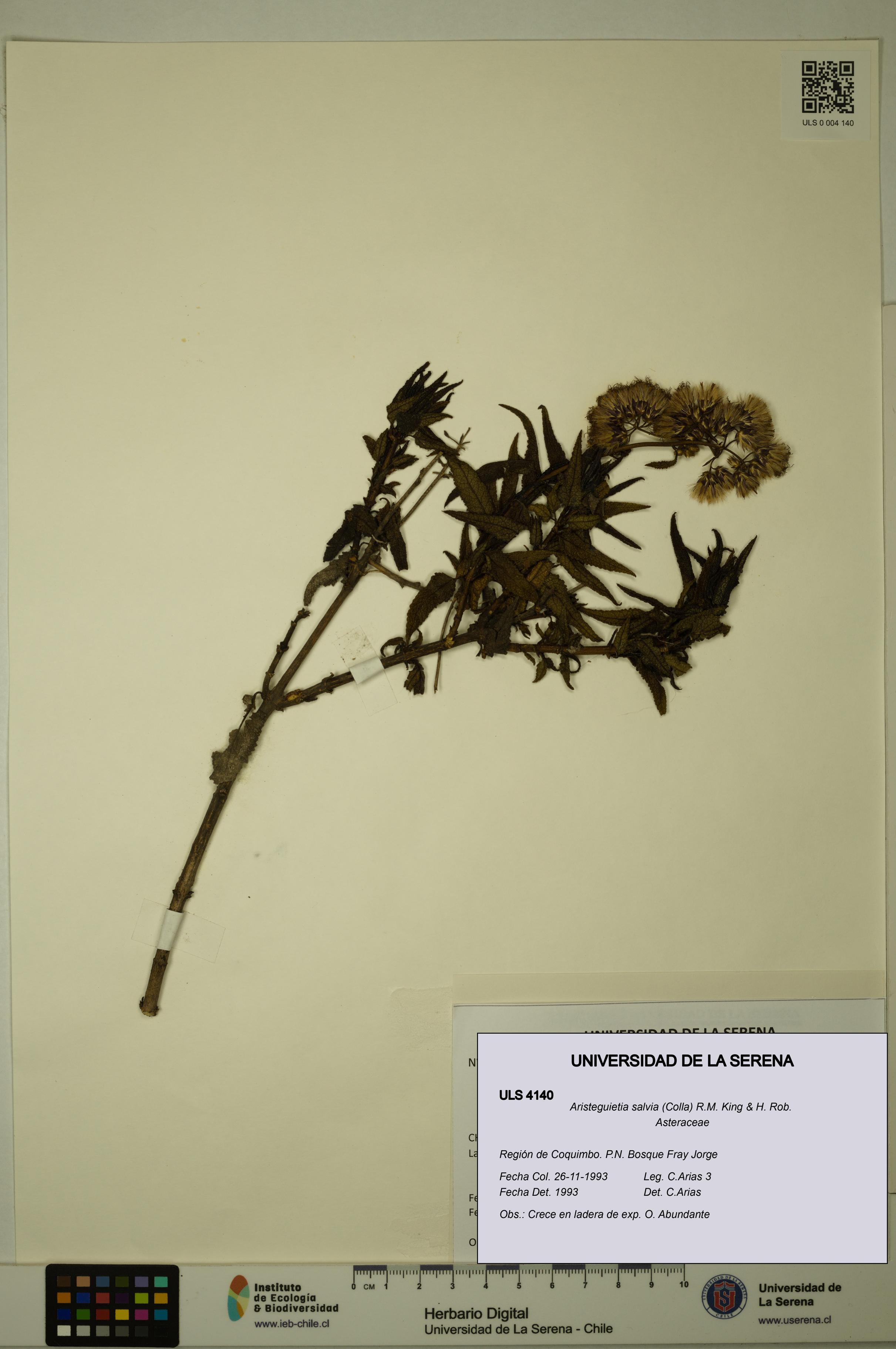 Aristeguietia salvia [Espécimen: ULS:ULS:0004140]