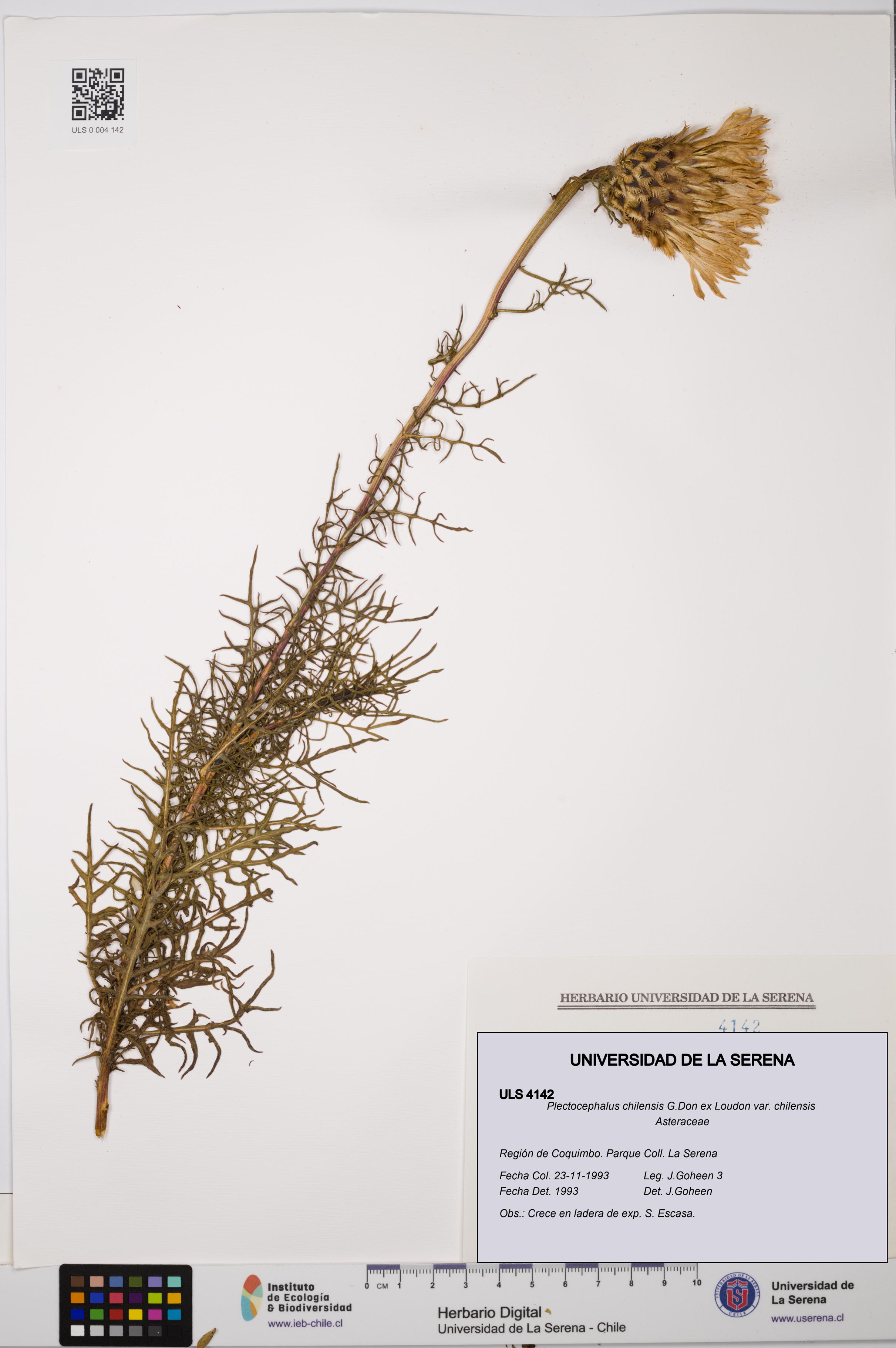 Plectocephalus chilensis var. chilensis [Espécimen: ULS:ULS:0004142]