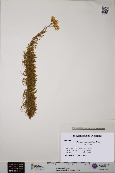 Heliotropium stenophyllum [Espécimen: ULS:ULS:0004144]