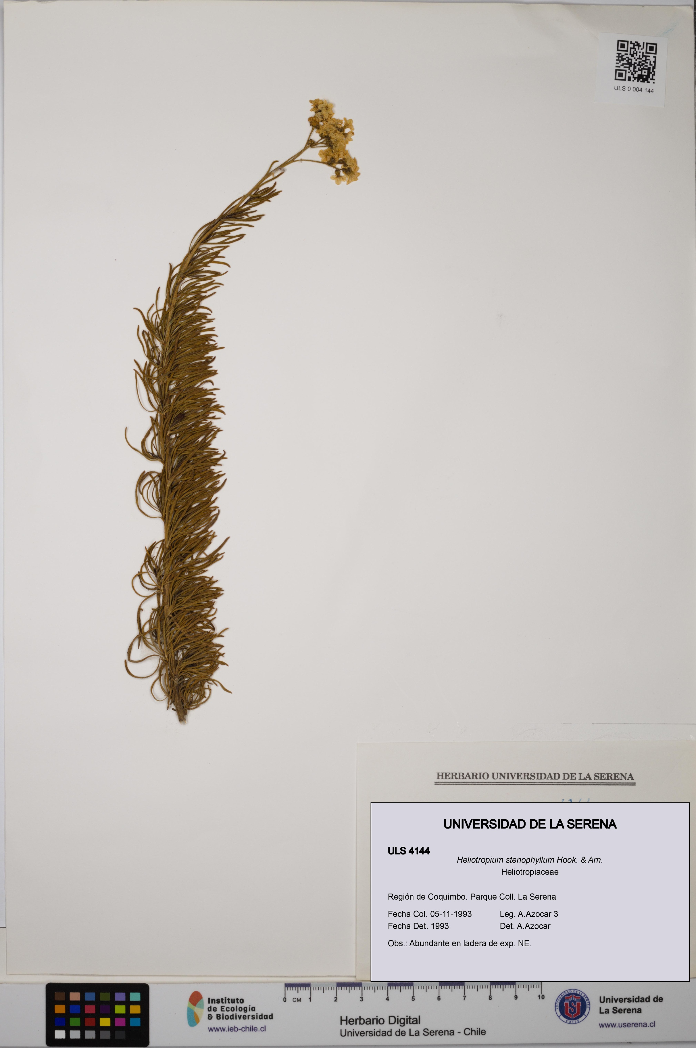 Heliotropium stenophyllum [Espécimen: ULS:ULS:0004144]