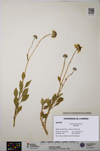 Encelia canescens [Espécimen: ULS:ULS:0004146]
