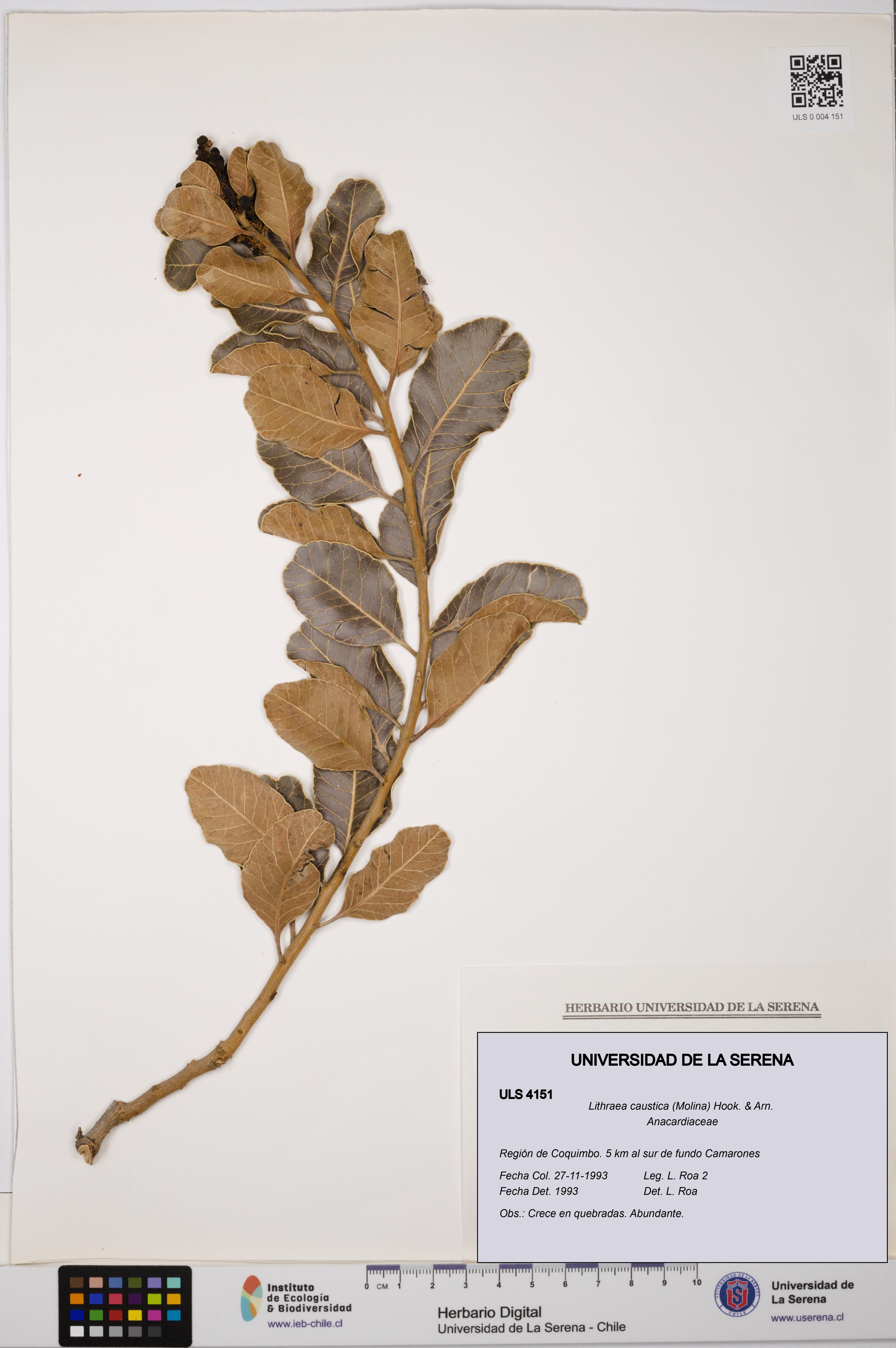 Lithraea caustica [Espécimen: ULS:ULS:0004151]