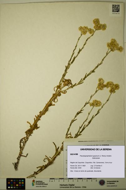 Pseudognaphalium gayanum [Espécimen: ULS:ULS:0004155]
