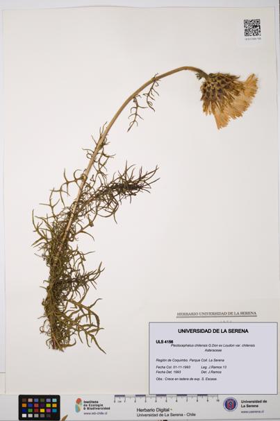 Plectocephalus chilensis var. chilensis [Espécimen: ULS:ULS:0004156]