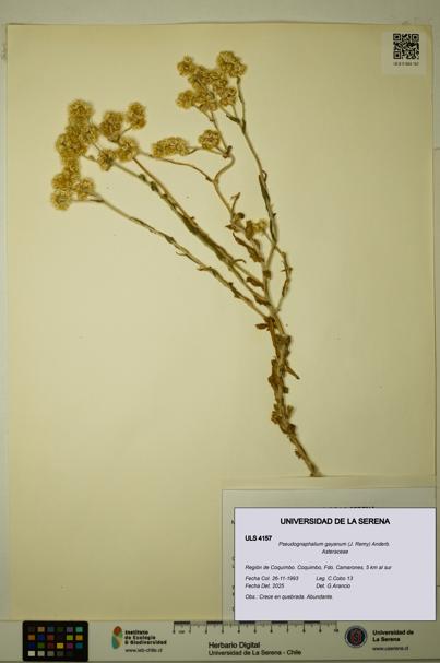 Pseudognaphalium gayanum [Espécimen: ULS:ULS:0004157]