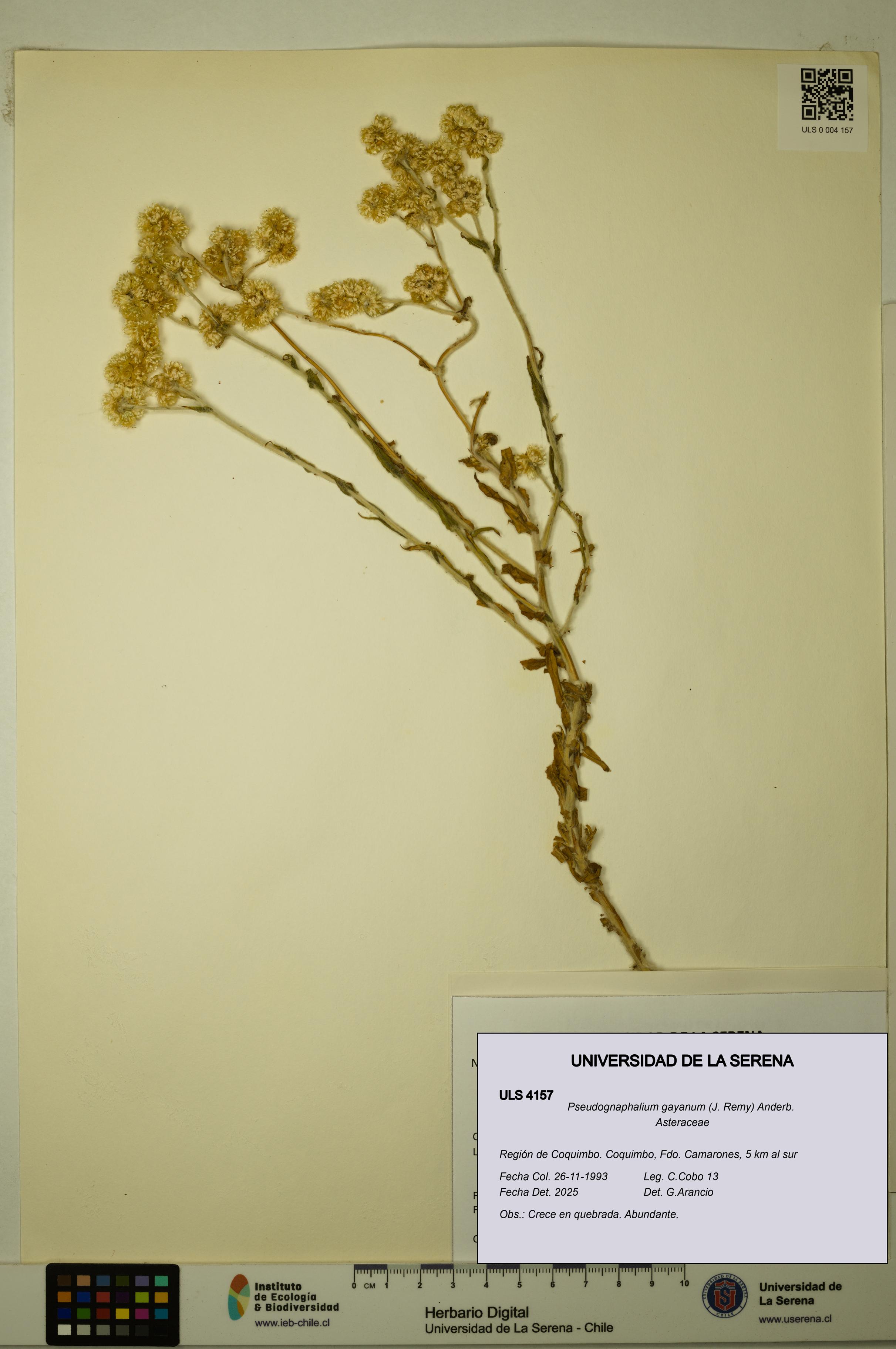 Pseudognaphalium gayanum [Espécimen: ULS:ULS:0004157]