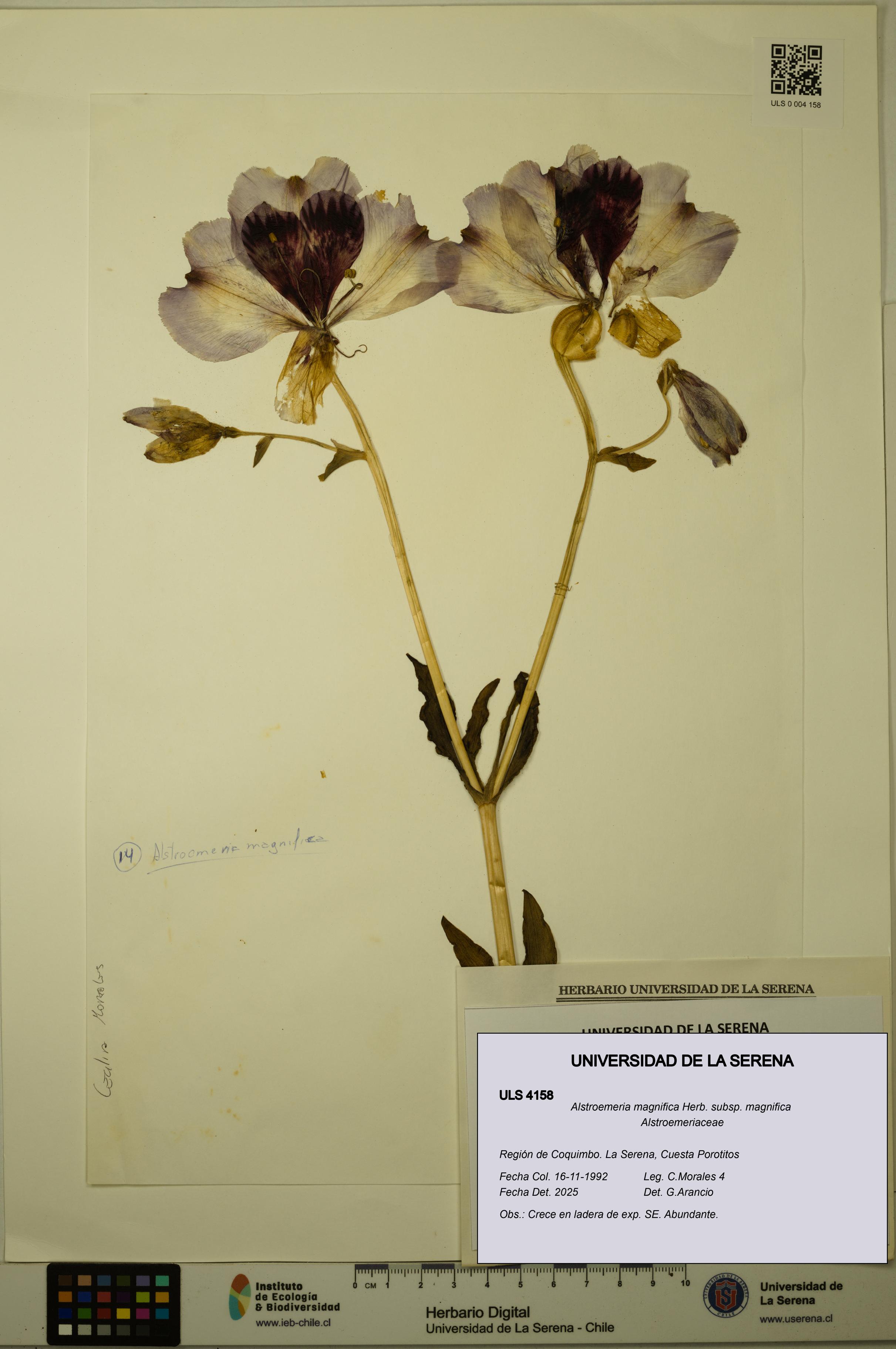 Alstroemeria magnifica [Espécimen: ULS:ULS:0004158]