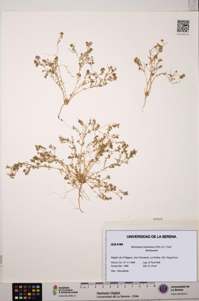 Montiopsis berteroana [Espécimen: ULS:ULS:0004184]