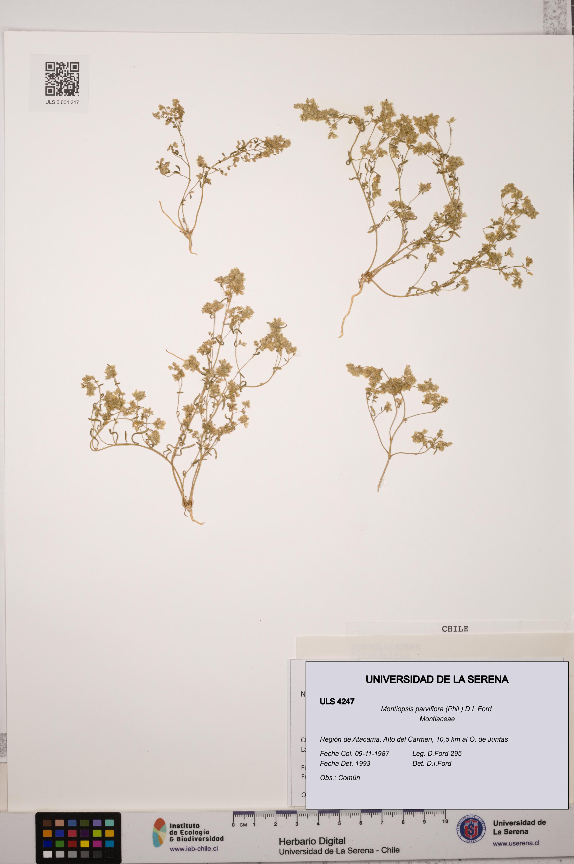 Montiopsis parviflora [Espécimen: ULS:ULS:0004247]