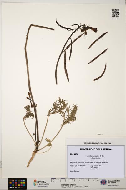 Argylia radiata [Espécimen: ULS:ULS:0004251]