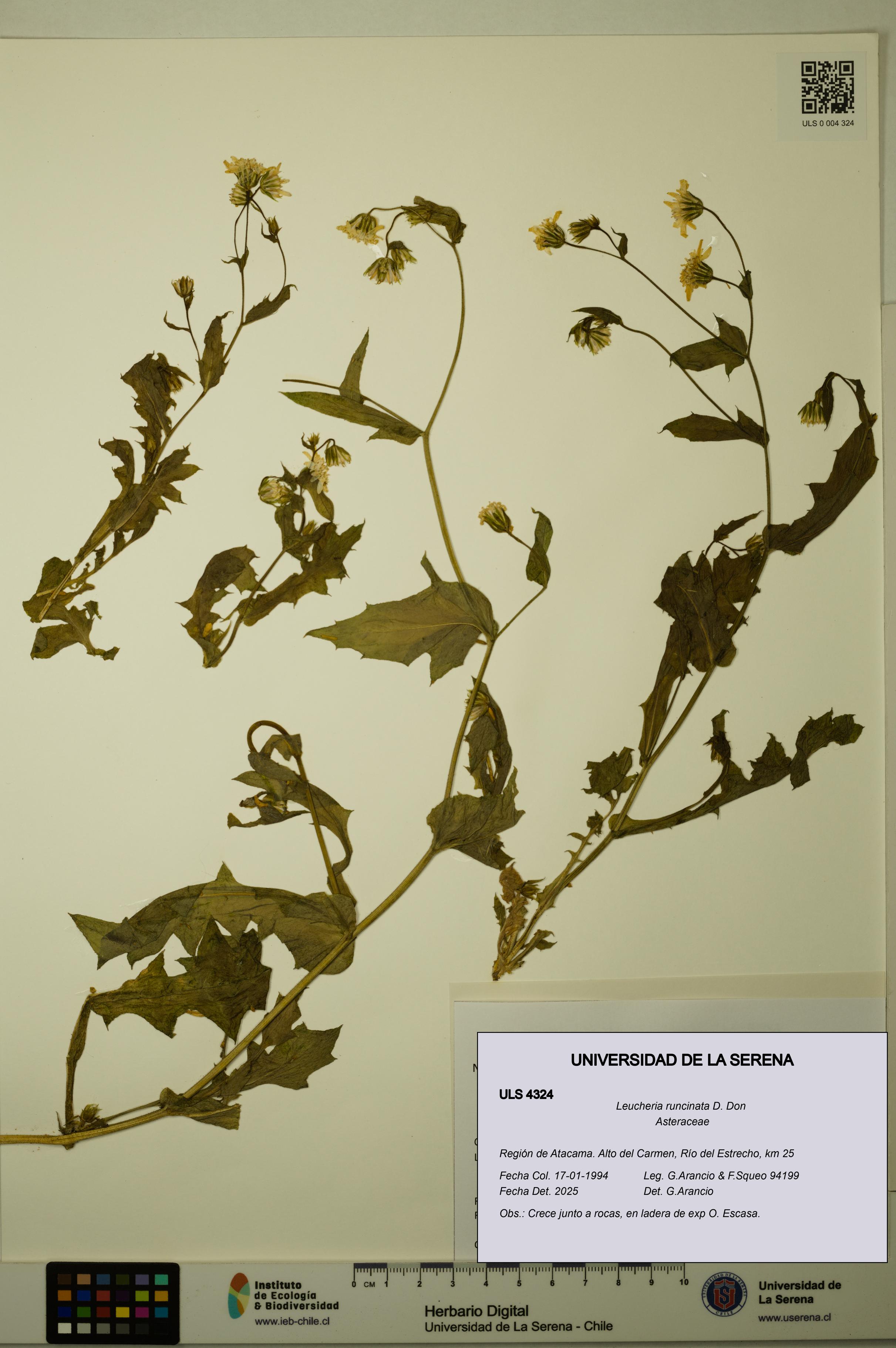 Leucheria runcinata [Espécimen: ULS:ULS:0004324]