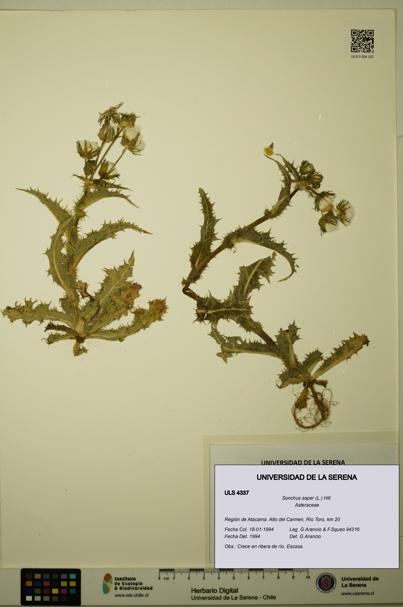 Sonchus asper [Espécimen: ULS:ULS:0004337]
