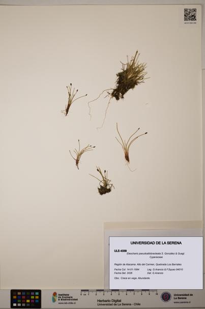 Eleocharis pseudoalbibracteata [Espécimen: ULS:ULS:0004339]